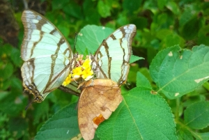 Victoria Falls: Guided Tour, Sunset Cruise, and Dinner