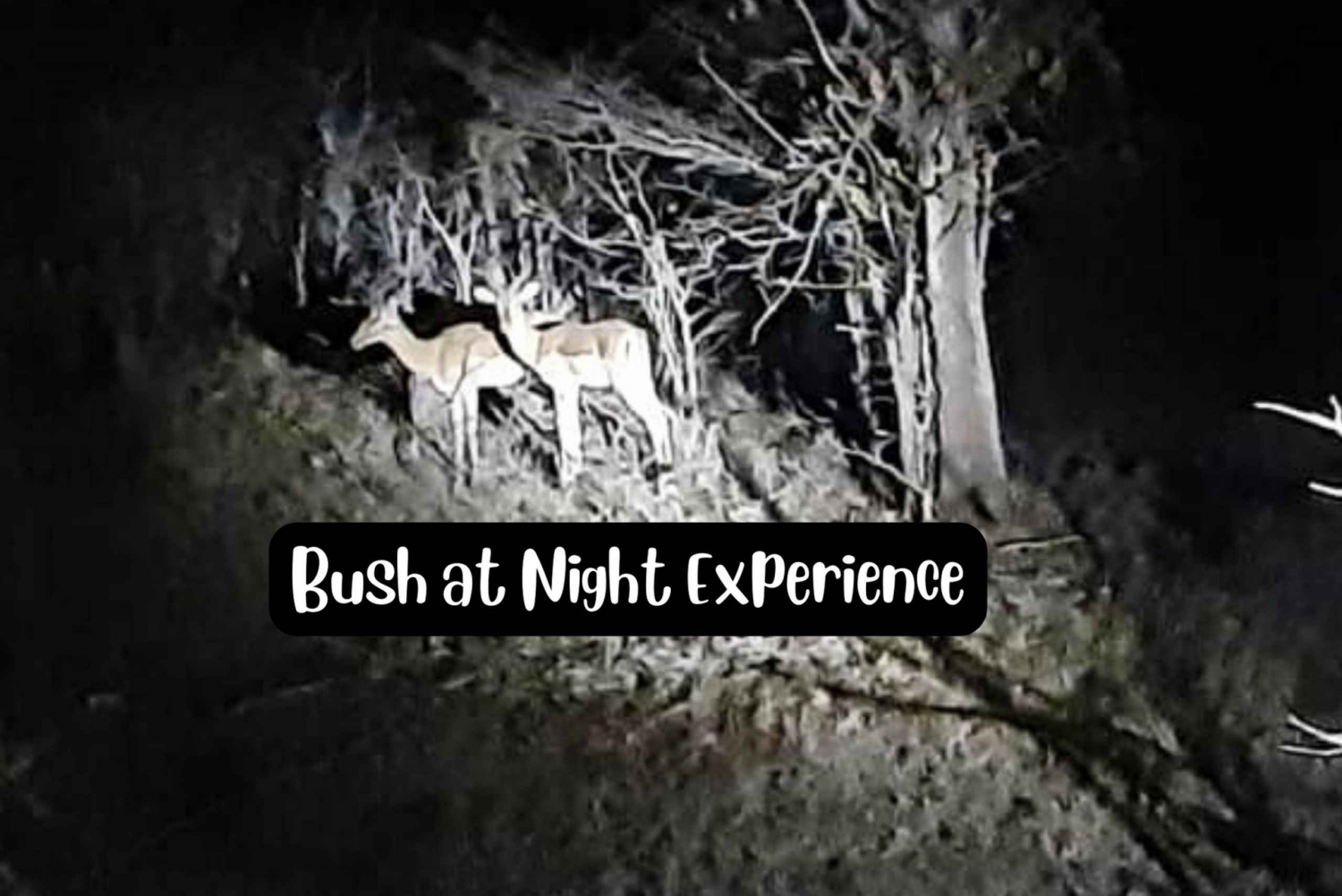 Victoria Falls : Night Drive Experience