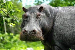 Wodospady Wiktorii: Wycieczka 1-dniowa do Quadripoint i Chobe z lunchem