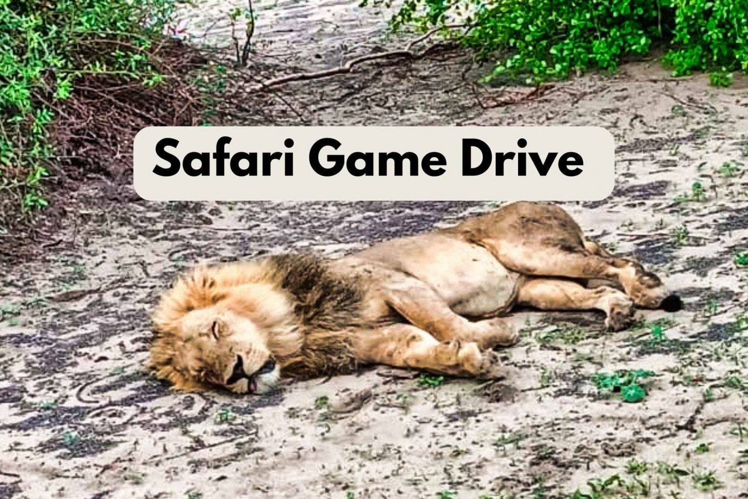 Wodospady Wiktorii: Safari Game Drive