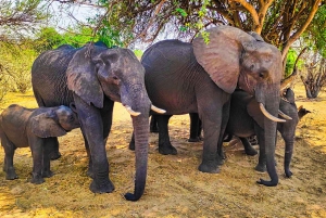 Victoria Falls: Safari med vildtlevende dyr