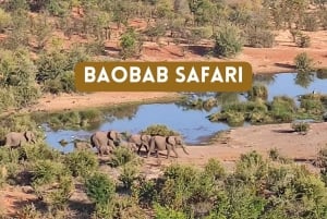 Victoria Falls: Safari