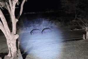 Wodospady Wiktorii: Gwiezdne safari