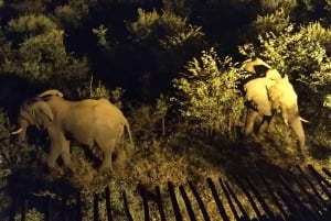 Wodospady Wiktorii: Gwiezdne safari