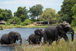 Cataratas Vitória ao Parque Nacional Chobe: Aventura de 1 dia em um safári