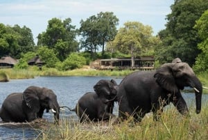 Victoria Falls til Chobe National Park: 1 dags safarieventyr