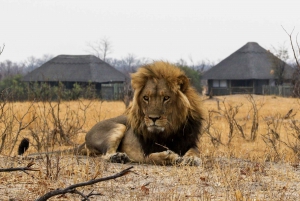 Cataratas Vitória ao Parque Nacional Chobe: Aventura de 1 dia em um safári