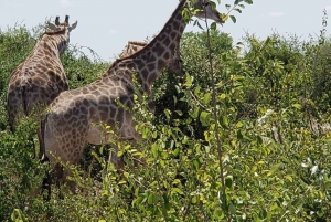 Victorian putoukset Chobe kansallispuistoon: 1 päivä safariseikkailu