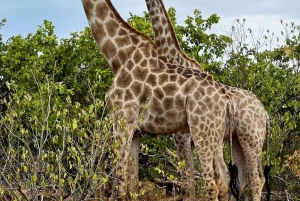 Victoriafallen till Chobe nationalpark: 1 dags safaritäventyr