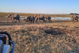 Victorian putoukset Chobe kansallispuistoon: 1 päivä safariseikkailu