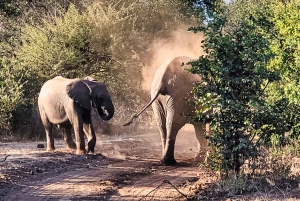 Victoria Falls: Zambezi National Park Game Drive w/ Transfer