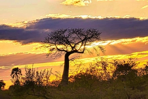 Victoria Falls: Zambezi National Park Game Drive w/ Transfer