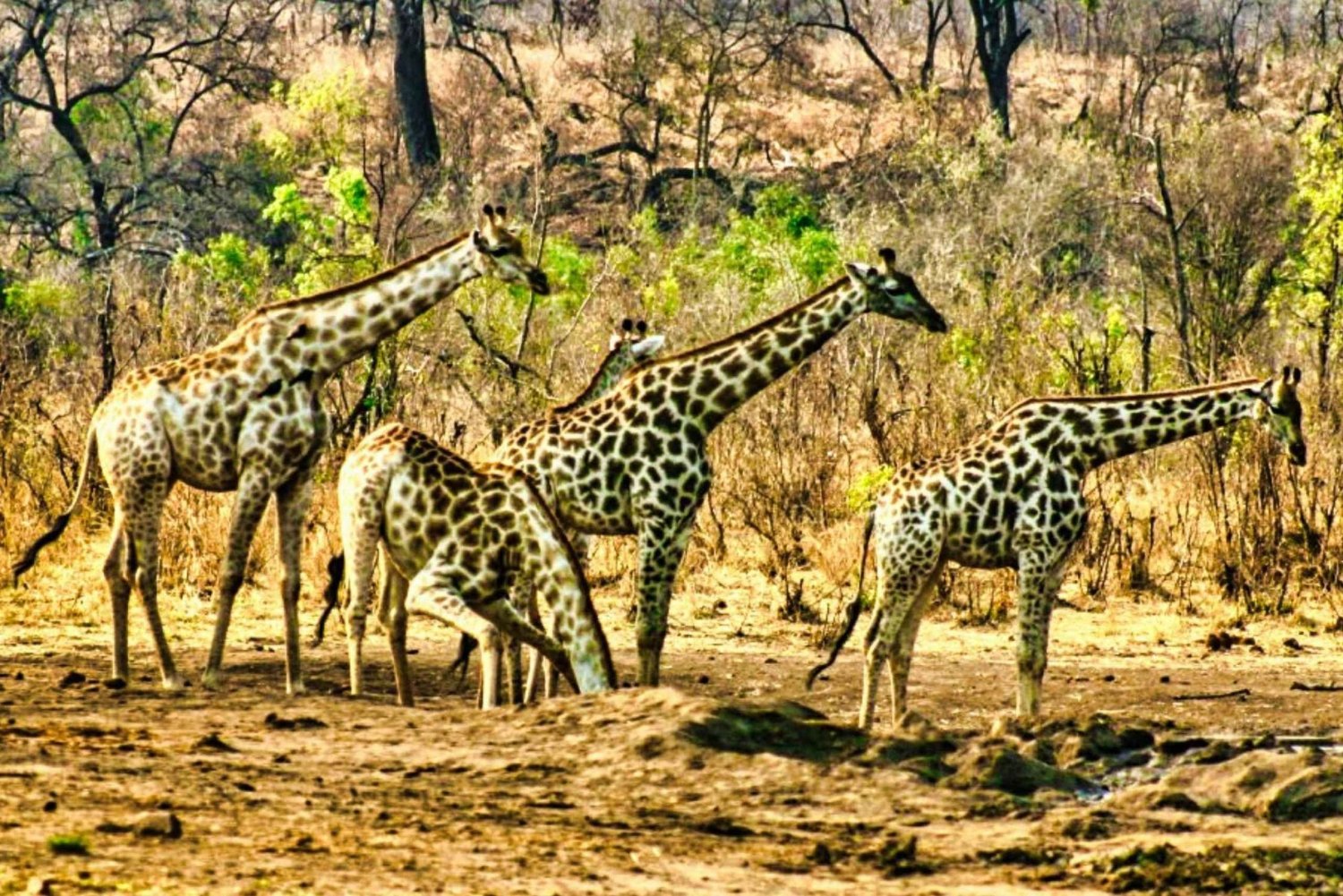 Chutes Victoria : Safari dans le parc national du Zambèze
