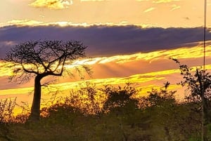 Victoria Falls : Safari dans le parc national du Zambèze