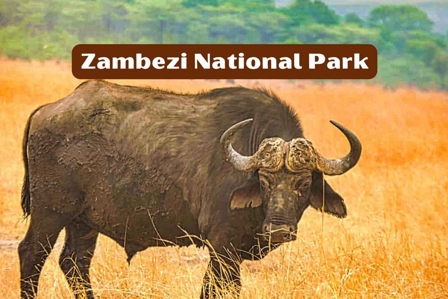 The-Graceful-Leopards-of-Lower-Zambezi-National-Park