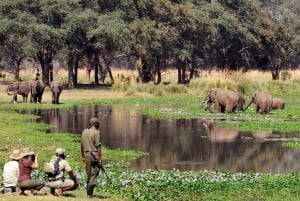 Safari a piedi