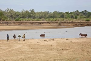 Safari a piedi