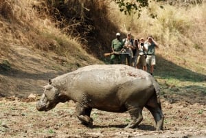 Safari a piedi