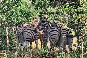 Zambezi National Park: 4x4 gamedrive bij Vic Falls