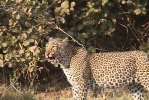 Safári privado da vida selvagem no Parque Nacional do Zambeze (4 a 10 horas)