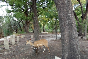 Bådtur ved solnedgang i Zambezi