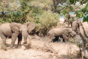 Spływ pontonowy po rzece Zambezi i safari z białymi nosorożcami