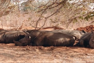Spływ pontonowy po rzece Zambezi i safari z białymi nosorożcami