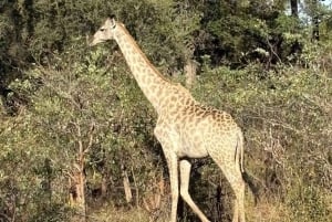 Spływ pontonowy po rzece Zambezi i safari z białymi nosorożcami