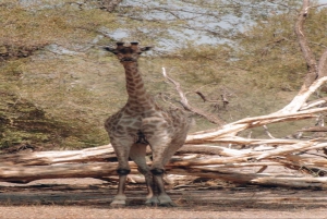 Rafting no Zambeze e Safári a Pé com Rinocerontes Brancos