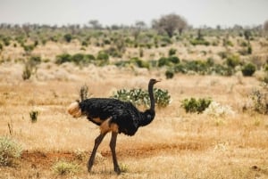 Zambia: Half-Day Horse Riding Safari + Lunch