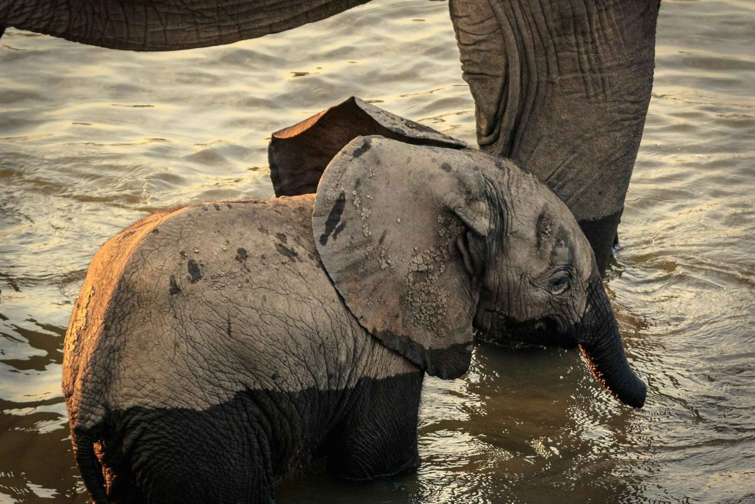 Zambia: Halvdagstur til Victoria Falls med hestesafari og frokost