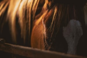 Zambia: Halvdagstur til Victoria Falls med hestesafari og frokost