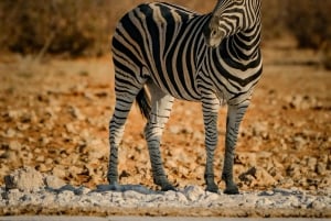 Zambia: Halvdagstur til Victoria Falls med hestesafari og frokost