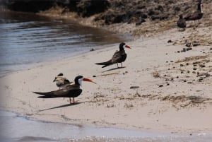 Zimbabue: Paquete de un día en las cataratas Victoria