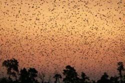 Bat Migration