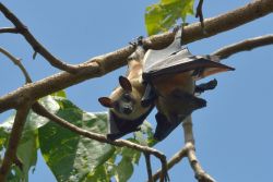 Straw coloured fruit bat, Eidolon helvum (photo Chris Meyer)