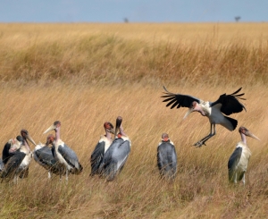 An undertakers convention of marabou storks