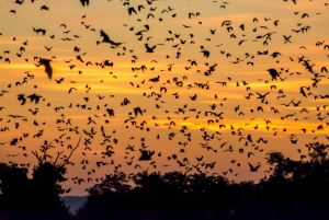 Bat Migration - Kasanka National Park