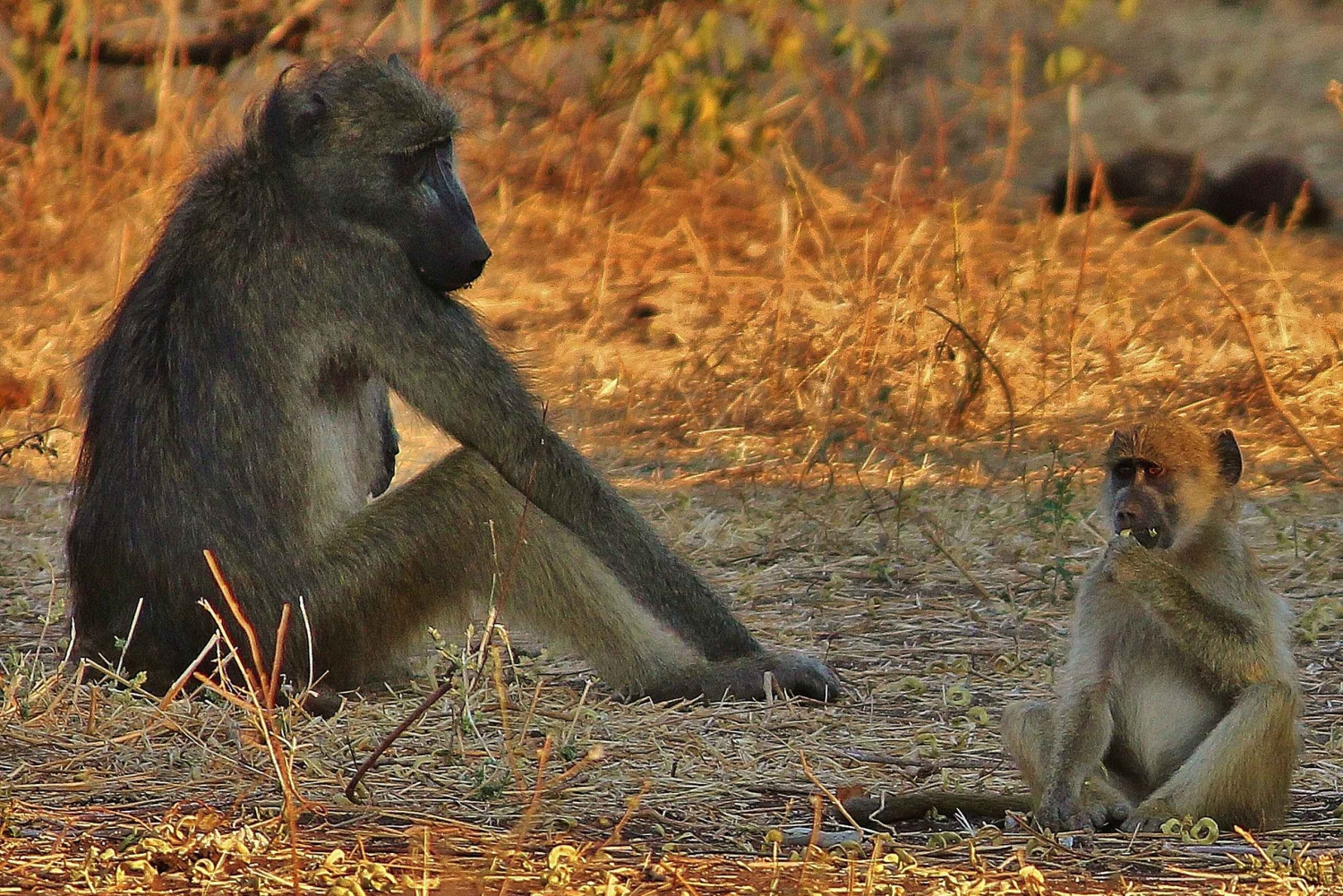 Aventura de 2 días en el Parque Nacional Chobe de las Cataratas Victoria