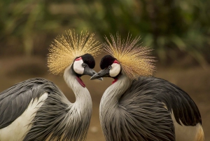3 Tage Sambia, Simbabwe und den Chobe Park in Botswana erkunden