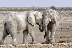 3 Tage Sambia, Simbabwe und den Chobe Park in Botswana erkunden