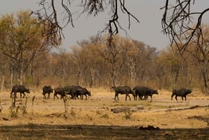 Découvrez les chutes Victoria, les parcs nationaux de Chobe et de Hwange en 4 jours