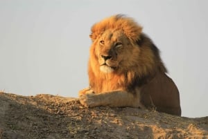 Découvrez les chutes Victoria, les parcs nationaux de Chobe et de Hwange en 4 jours