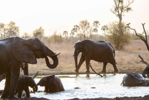 Découvrez les chutes Victoria, les parcs nationaux de Chobe et de Hwange en 4 jours