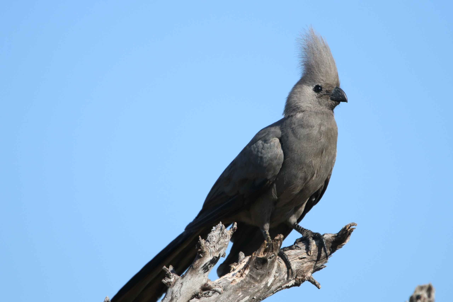 Tour de 4 días a las Cataratas Victoria y safari de día completo en Chobe