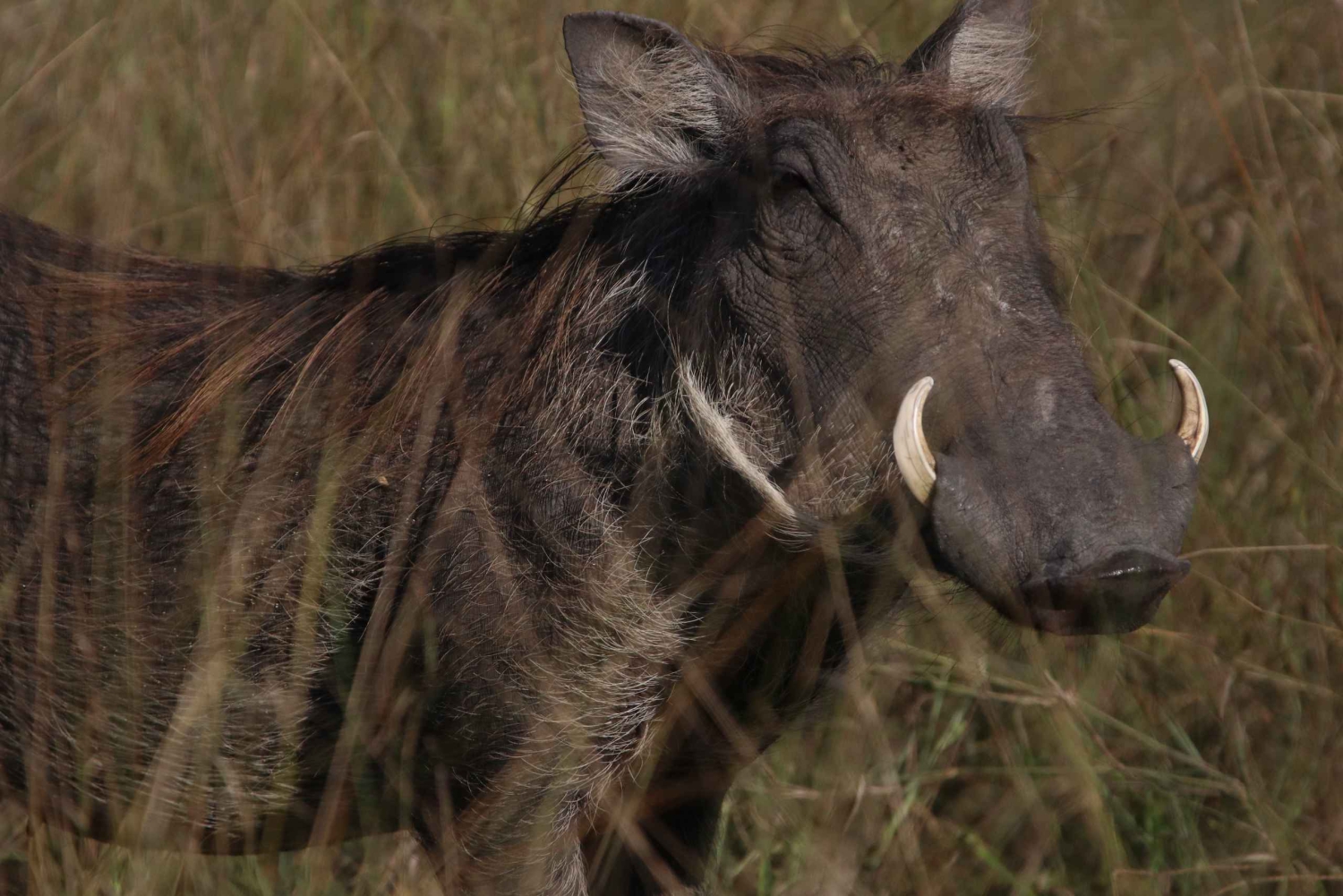 Tour de 4 días a las Cataratas Victoria y safari de día completo en Chobe