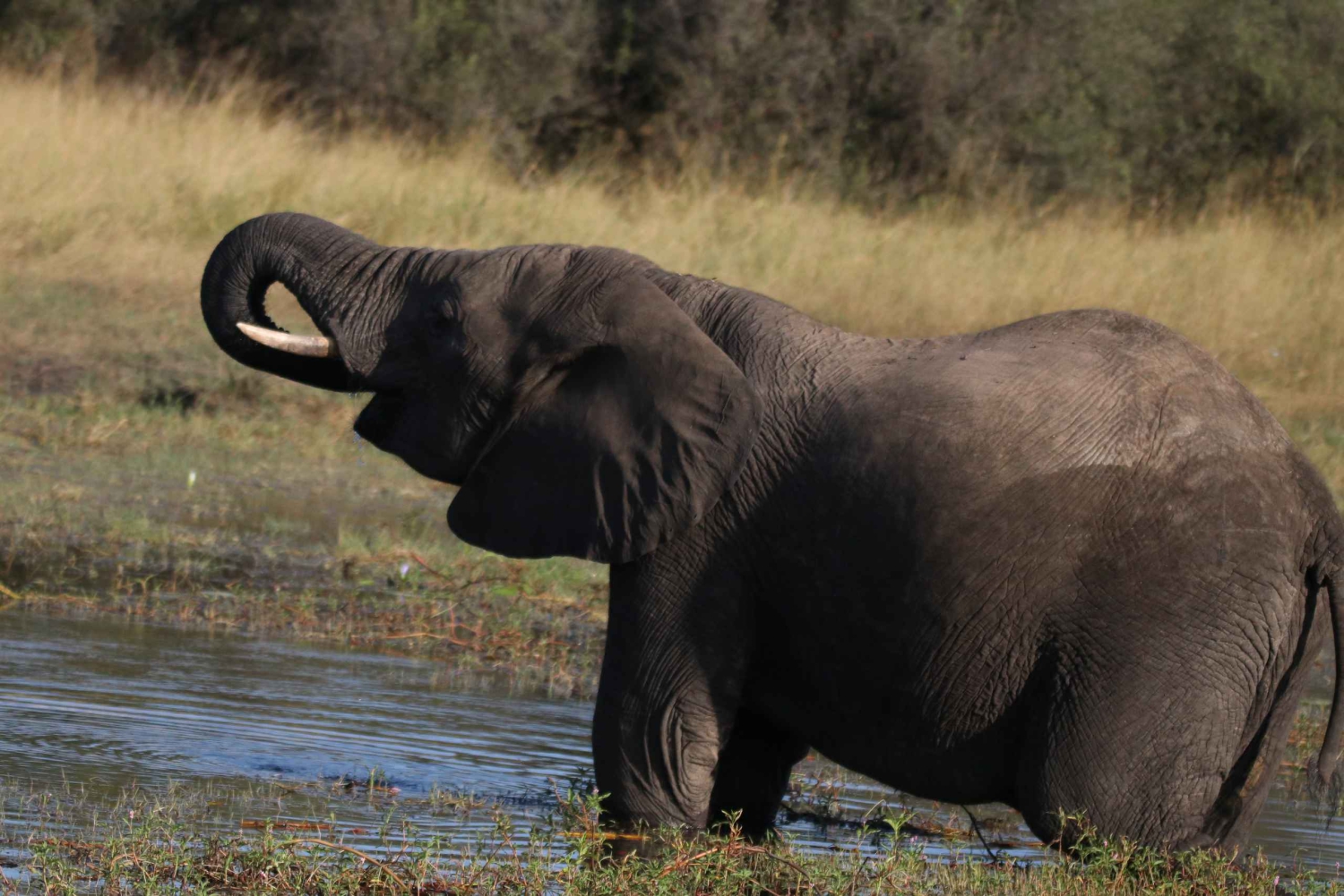 Tour de 4 días a las Cataratas Victoria y safari de día completo en Chobe