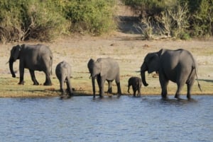 4 dagers tur til Victoriafallene og heldagssafari i Chobe