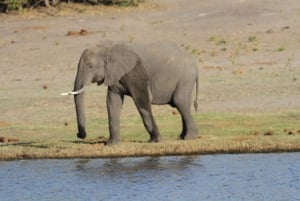 4 dagers tur til Victoriafallene og heldagssafari i Chobe