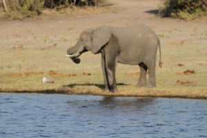 4 dagers tur til Victoriafallene og heldagssafari i Chobe